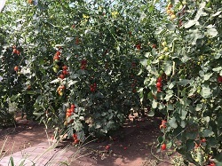 隣の畑のミニトマト小.jpg